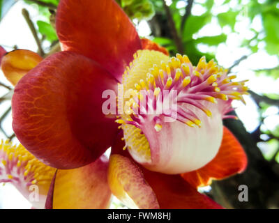 Couroupita Guianensis, bekannt von mehreren gemeinsamen Namen, einschließlich Cannonball-Baum ist ein Laubbaum in der Familie Lecythidaceae Stockfoto