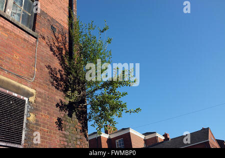 Ein großer Baum pflanzen, Wurzeln im Mauerwerk einer Stadt zentrum Gebäude, die das Regenwasser Fallrohr verursacht einige Schäden. England Großbritannien Stockfoto