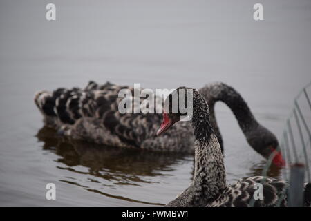 Schwarzer Schwan Stockfoto