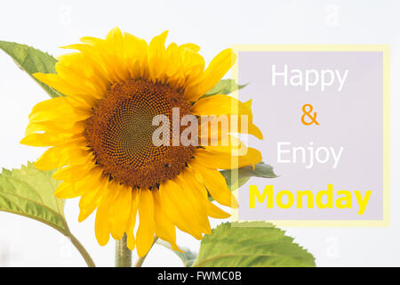 Glücklich und genießen Sie Montag inspirierend Zitat auf Sonnenblumen Hintergrund Stockfoto