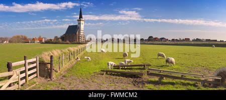 Die Kirche von Den Hoorn auf der Insel Texel in den Niederlanden an einem sonnigen Tag. Ein Feld mit Schafen und kleinen Lämmer in der her Stockfoto