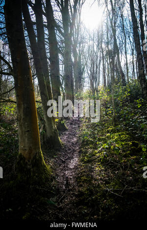 Sunlight filters through woodland, Worcestershire, UK. Stockfoto