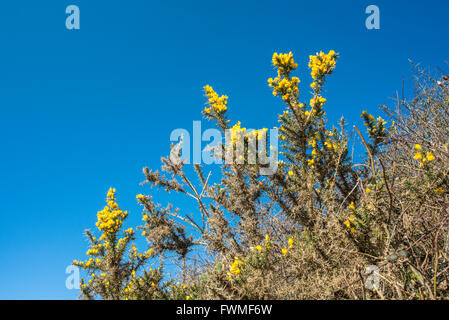 Gelben Blüten der Ginster Busch gegen strahlend blauem Himmel. Stockfoto