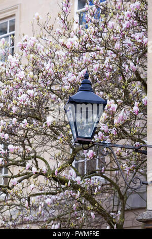 CCTV, getarnt als eine dekorative Lampe gegen Magnolia Blüte im Stadtzentrum von Oxford. Stockfoto