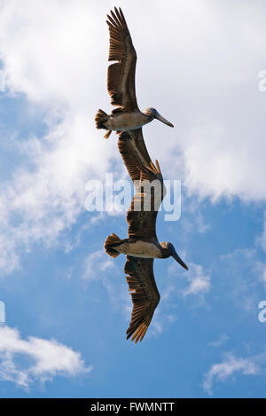 Vertikale Nahaufnahme von zwei braune Pelikane fliegen overhead in den Himmel. Stockfoto