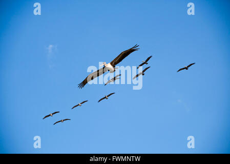 Horizontale Nahaufnahme von einer Herde von braune Pelikane fliegen in den Himmel. Stockfoto