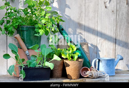 Pflanzung in Torftöpfe und Tools auf hölzerne Garten Arbeitsplatte Stockfoto