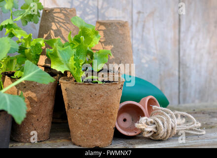 Pflanzung in Torftöpfe auf hölzerne Garten Arbeitsplatte Stockfoto