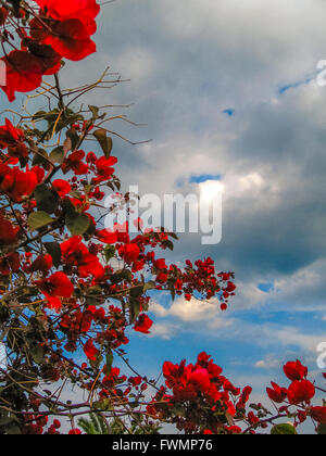 Rote Bougainvillea in Griechenland Stockfoto