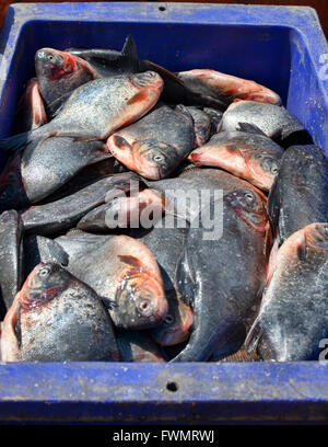 Szenen aus dem San Pya Fischmarkt in Yangon, Myanmar Stockfoto