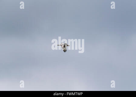 Eine fliegende Großtrappe, vor allem soziale, war dieser Vogel auf eigene Stockfoto