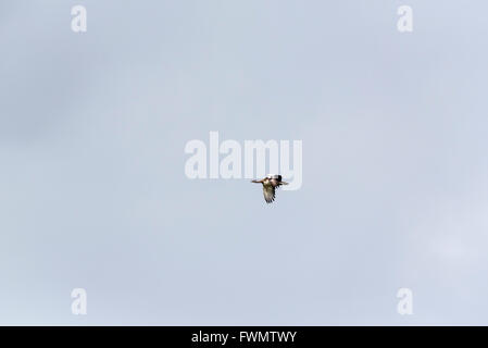 Eine fliegende Großtrappe, vor allem soziale, war dieser Vogel auf eigene Stockfoto