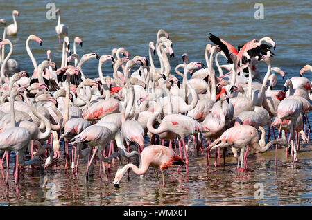 Gruppe von Flamingos (Phoenicopterus) in Wasser Stockfoto