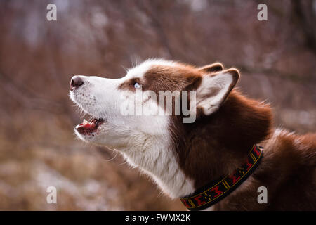 Porträt eines Siberian Husky Kopf im winter Stockfoto