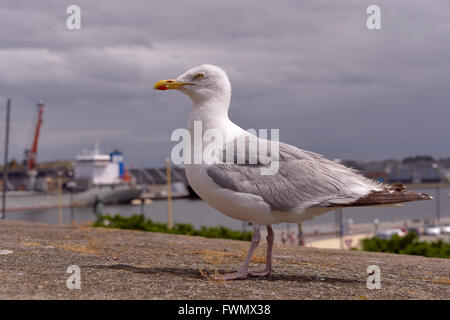 Closeup Silbermöwe (Larus Argentatus) thront auf einer Wand, in der Bretagne in Frankreich Stockfoto