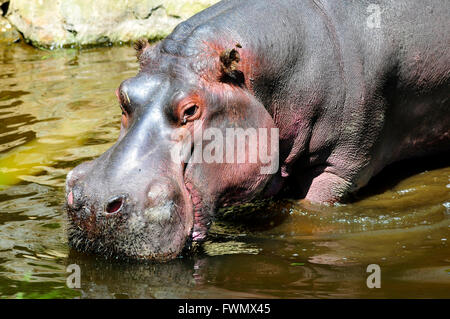 Nahaufnahme der Hippopotamus Amphibius im Wasser Stockfoto