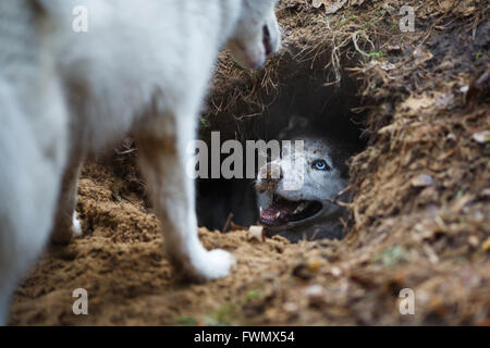 Porträt von lustigen und schmutzig Husky in ein Loch Stockfoto