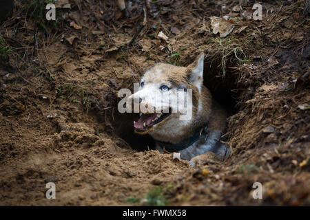 Porträt von lustigen und schmutzig Husky in ein Loch Stockfoto