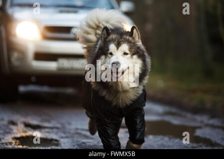 Malamute Porträt vor der Maschine laufen in der Dämmerung Stockfoto