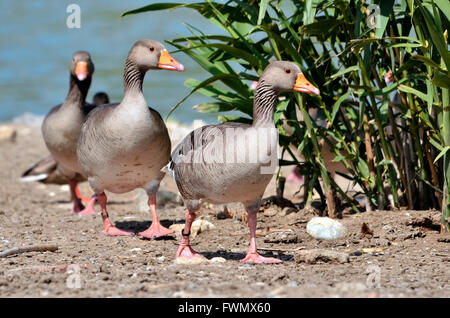 Gruppe von Graugänsen (Anser Anser Domesticus) im Gänsemarsch Wandern Stockfoto