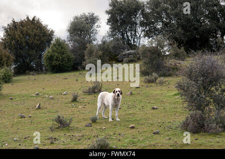 Weiße Dogge in einer Naturlandschaft, Fotografieren in Colmenar Viejo, Provinz Madrid, Spanien Stockfoto