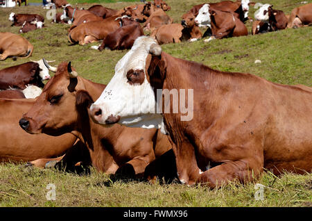 Nahaufnahme von Abondance Kuh liegen auf dem Rasen in den französischen Alpen im Departement Savoie in La Plagne Stockfoto