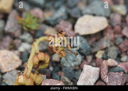 Früchte der seltenen Pflanzenarten Orthilia Secunda, Sidebells Wintergrün. Stockfoto