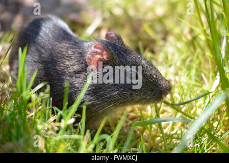 Nahaufnahme der wilden Meerschweinchen, Cavia Aperea, Gras Stockfoto