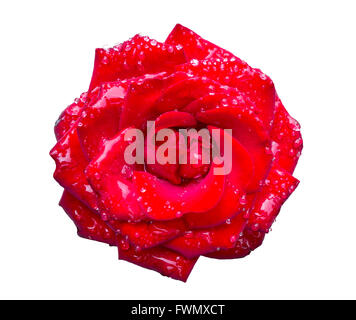 Rote rose Ausschnitt Hintergrund mit weißen ersetzt Stockfoto