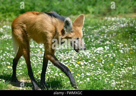 Mähnenwolf (Chrysocyon Brachyurus) mit den charakteristischen Zügen zu Fuß auf dem Rasen und des Profils, das offene Maul gesehen Stockfoto