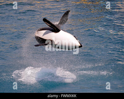 Schwertwal (Orcinus Orca) springen aus dem Wasser Stockfoto