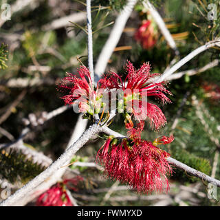 Rot Calothamnus Quadrifidus eine einseitige Flaschenbürste in Big Swamp Park in Bunbury Western Australia im Winter blüht. Stockfoto