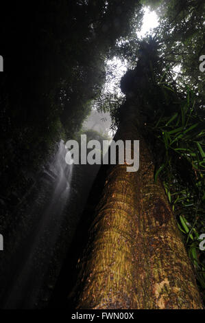 Crystal verliebt sich riesige stechende Baum (Dendrocnide SP.), Dorrigo National Park, NSW, Australien Stockfoto