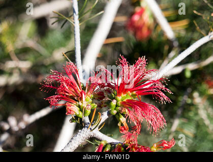 Rot Calothamnus Quadrifidus eine einseitige Flaschenbürste in Big Swamp Park in Bunbury Western Australia im Winter blüht. Stockfoto