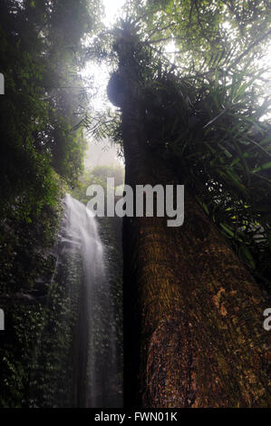 Crystal verliebt sich riesige stechende Baum (Dendrocnide SP.), Dorrigo National Park, NSW, Australien Stockfoto