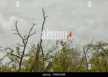 Zwei Scarlet Ibis Vogel fliegen greifen Bigi Pan in Suriname, Südamerika Stockfoto