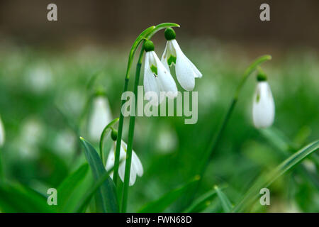 Frühlingsblumen Sie Schneeglöckchen (Galanthus Nivalis) blühen im Wald in Ungarn Stockfoto