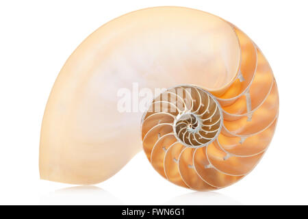 Nautilus Shell Abschnitt auf weiße, Clipping-Pfad Stockfoto