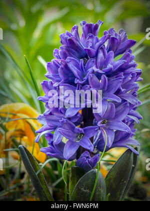 Violetten Hyazinthen blühen im Garten wächst Stockfoto