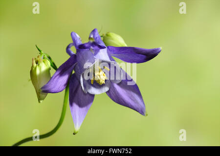 Akelei, Aquilegia Vulgaris, horizontale Porträt der blaue Blume mit schön konzentrieren Hintergrund. Stockfoto