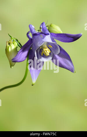 Akelei, Aquilegia Vulgaris, vertikale Porträt der blaue Blume mit schön konzentrieren Hintergrund. Stockfoto