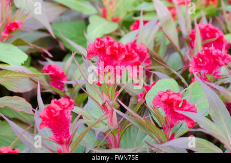 Hahnenkamm-Blumen Stockfoto