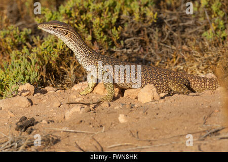 Sand-Monitor (Varanus Gouldii Gouldii), Cape Range National Park, Western Australia, WA, Australien Stockfoto