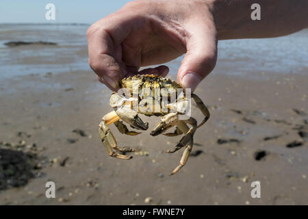 Hand des Menschen halten gemeinsame Ufer Krabbe in der hand bei Ebbe über das Wattenmeer Feuchtgebiete, Niederlande Stockfoto