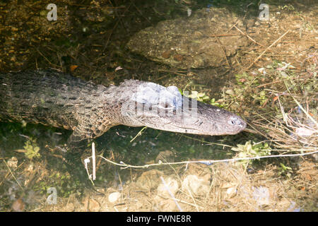 Nahaufnahme des Kopfes der Alligator im Sumpf entlang Loop Road im Big Cypress National Reserve, Everglades, Florida, USA Stockfoto