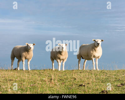 Porträt von drei Schafe nebeneinander in einer Reihe Gras Polder Deich, Niederlande Stockfoto