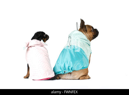 Französische Bulldogge und Pti Brabanson Studio-Porträt in der Kleidung isoliert auf weiss Stockfoto
