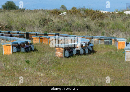 Hölzerne Bienenstöcke mit Schwärmen aktive Honigbienen, Landschaften von Andalusien, Spanien. Stockfoto