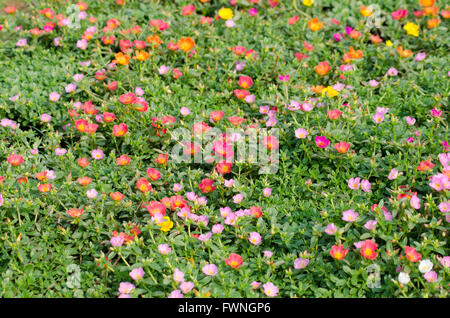 PORTULACA Blume Stockfoto