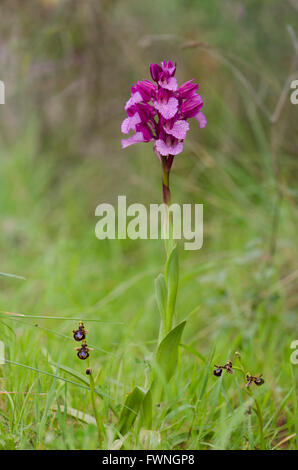 Rosa Schmetterling Orchidee, Anacamptis Papilionacea, Mundspiegel Orchideen am Fuße, Andalusien, Spanien. Stockfoto